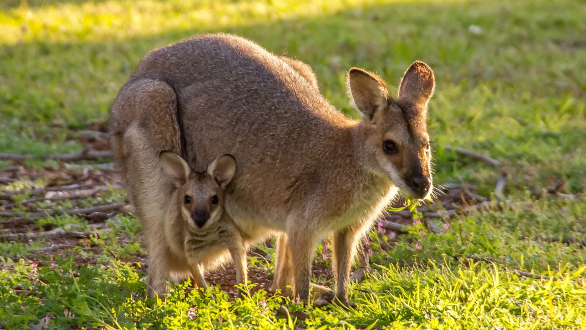Kangurowanie dziecka – to musisz wiedzieć