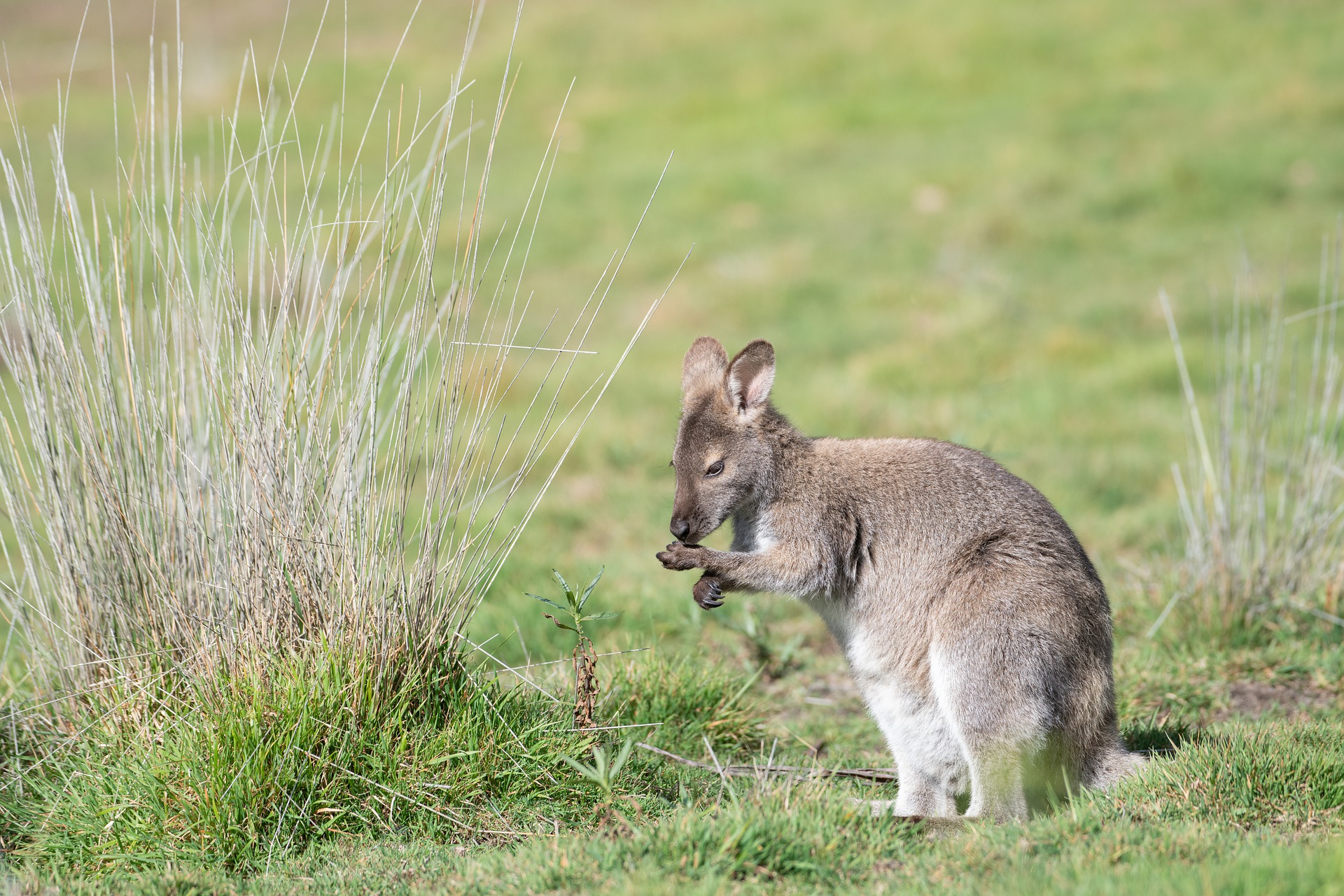 kangurowanie dziecka - kangur